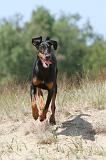 DOBERMANN 788